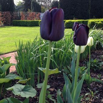 Tulipa 'Queen Of Night'