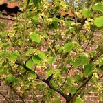 Corylopsis sinensis - 