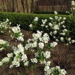 Exochorda racemosa 'Niagara - VOILES DE MARIÉE - Exochorda racemosa 'Niagara