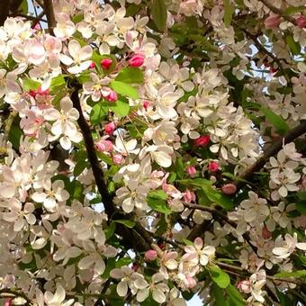 Malus floribunda