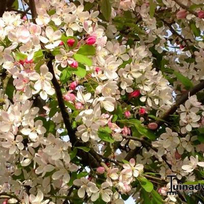 Malus floribunda - 