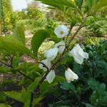 Halesia carolina - ARBRE AUX CLOCHETTES D'ARGENT