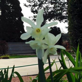 Narcissus 'Papillon Blanc'