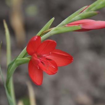 Hesperantha coccinea 'Major'