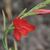 Hesperantha coccinea 'Major'