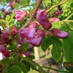 Robinia hispida  - Borstige Robinie