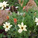 Leucanthemum 'Sunshine Peach' - 