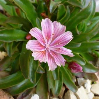 Lewisia 'LITTLE Plum'