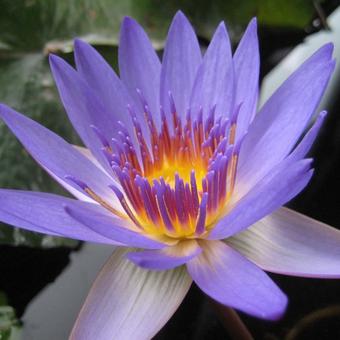 Nymphaea