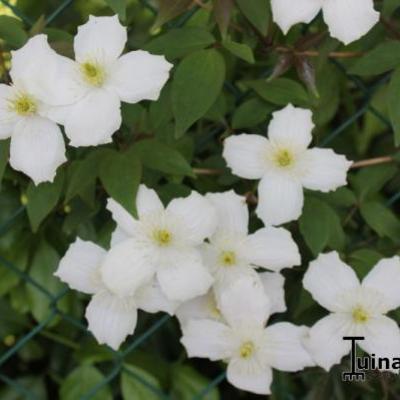 Clematis montana var. grandiflora