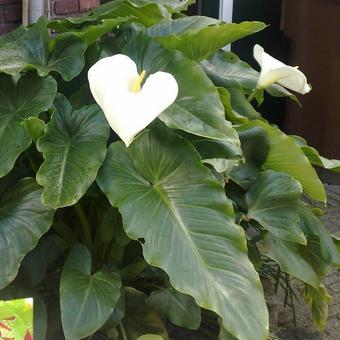 Zantedeschia aethiopica