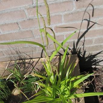 Carex pendula