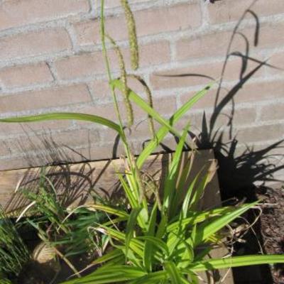 Hänge-Segge - Carex pendula