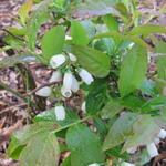 Vaccinium corymbosum 'Nui' - 