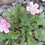 Erodium Variabile 'Roseum' - 