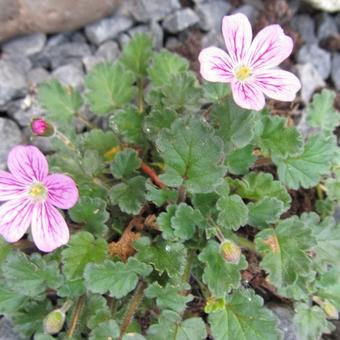 Erodium Variabile 'Roseum'