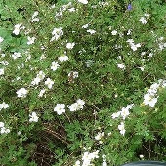 Potentilla fruticosa 'Abbotswood'