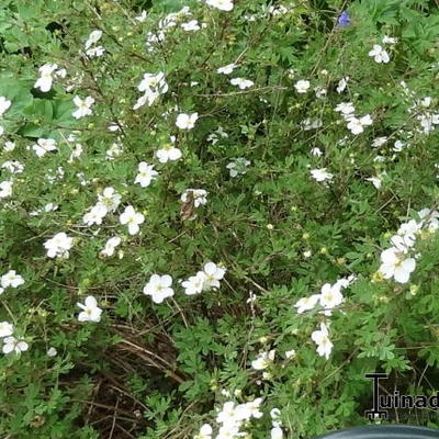 Potentilla fruticosa 'Abbotswood' - Potentilla fruticosa 'Abbotswood'