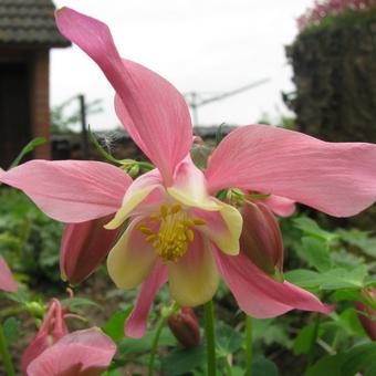 Aquilegia 'Biedermeier'