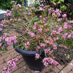 Kalmia polifolia - Kalmia à feuilles d'andromède