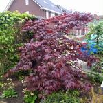 Acer palmatum 'Bloodgood'