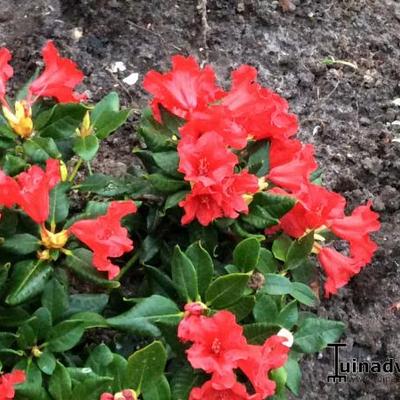 Rhododendron 'Baden-Baden'