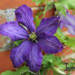 Clematis 'Rhapsody' 