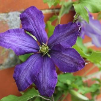 Clematis 'Rhapsody'