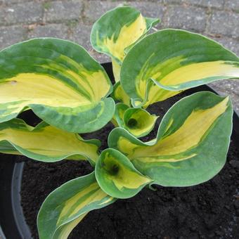 Hosta sieboldiana 'Great Expectations'