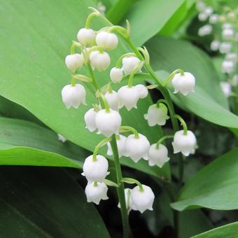 Convallaria majalis