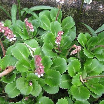 Saxifraga x urbium