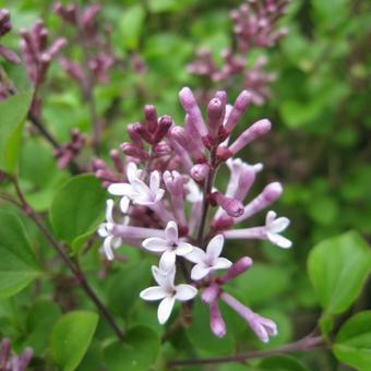 Syringa meyeri 'Palibin'