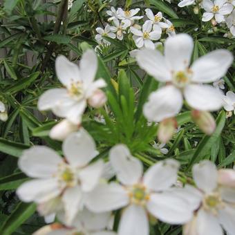 Choisya ternata 'Aztec Pearl'