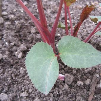 Helleborus x sternii