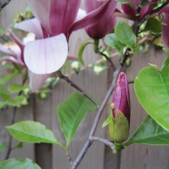 Magnolia liliiflora 'Nigra'