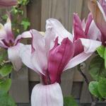 Magnolia liliiflora 'Nigra' - 