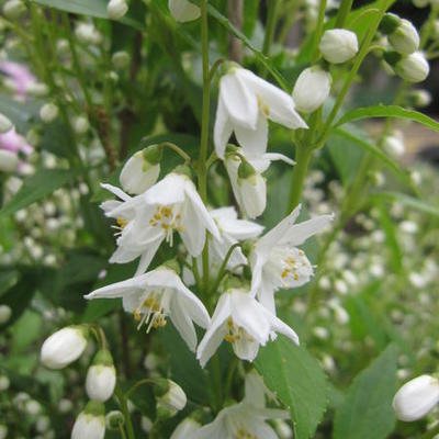 Deutzia gracilis 'Nikko' - 