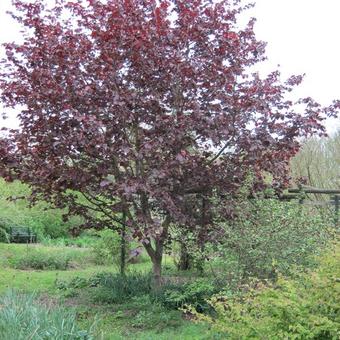 Corylus colurna 'Te-Terra Red'