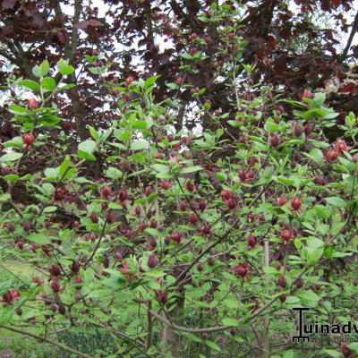 Echter Gewürzstrauch - Calycanthus floridus