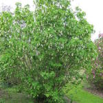 Staphylea colchica - 