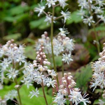 Tiarella cordifolia