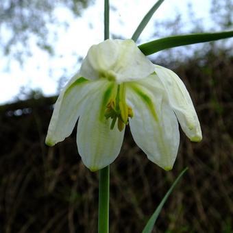 Fritillaria meleagris 'Alba'