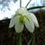 Fritillaria meleagris 'Alba'