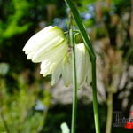 Fritillaria meleagris 'Alba' - 