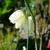 Fritillaria meleagris 'Alba'