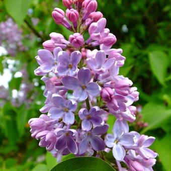 Syringa vulgaris (lilapaars)