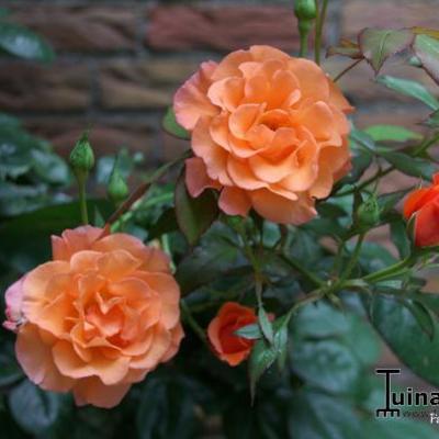 Rosa 'Westerland' - Rosa 'Westerland'