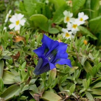 Gentiana acaulis 'Luna'