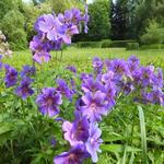 Geranium x magnificum - 