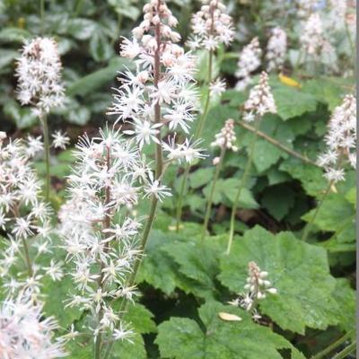 Tiarella cordifolia - Tiarella cordifolia